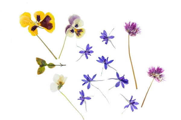 Flores de verano aisladas en blanco — Foto de Stock