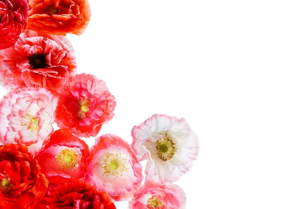 Flores de papoula em branco — Fotografia de Stock