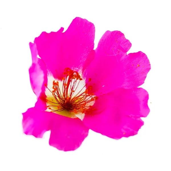 Fresh purslane flower — Stock Photo, Image