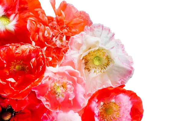 Flores de papoula em branco — Fotografia de Stock