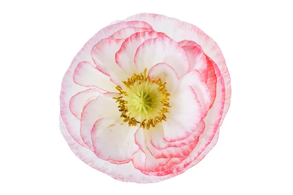 양 귀 비 꽃 흰색 절연 — 스톡 사진