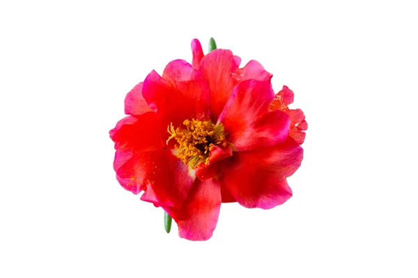 Fiore di portulaca fresco — Foto Stock