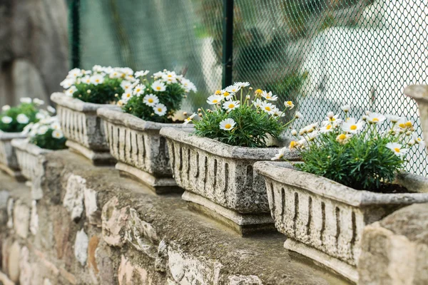 Beautiful outdoor flowers — Stock Photo, Image
