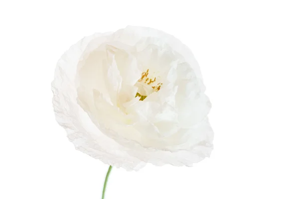 白で隔離されるケシの花 — ストック写真