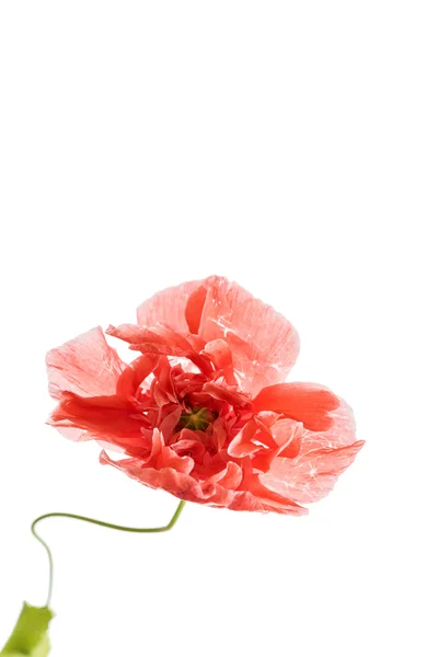 Beautiful poppy flower — Stock Photo, Image