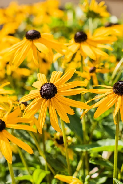 Helder gele rudbeckia bloemen — Stockfoto