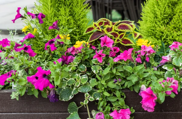 Schöne Blumen im Container — Stockfoto