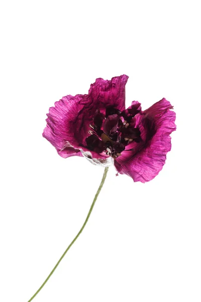 Belle fleur de pavot — Photo