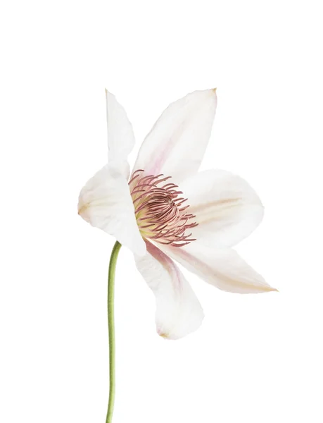 Flor de clematis fresca — Foto de Stock
