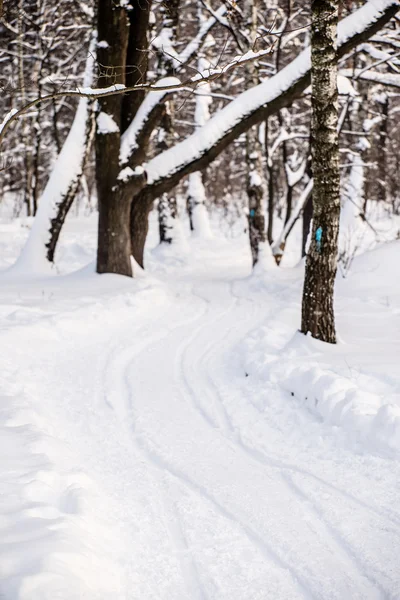 Bosque de invierno cubierto de espectáculo —  Fotos de Stock