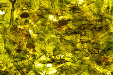 Yeşil nori arka plan