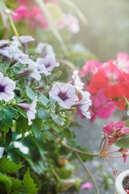 Güzel yaz çiçekleri