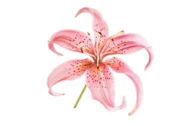 pembe lily çiçek 