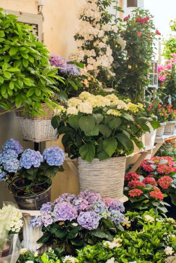 güzel açık çiçekler