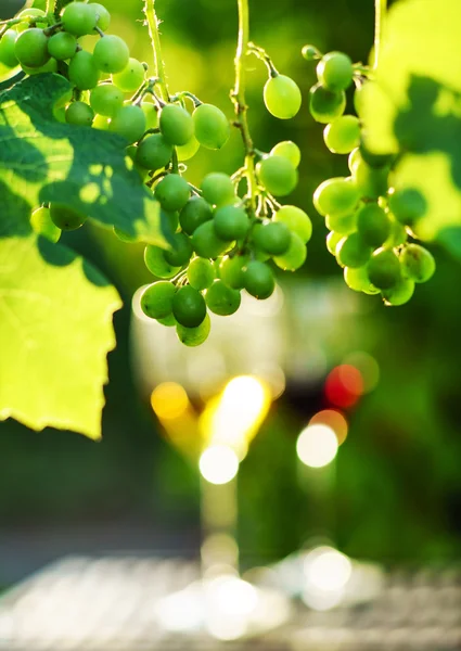 Vin i glas med druvor — Stockfoto