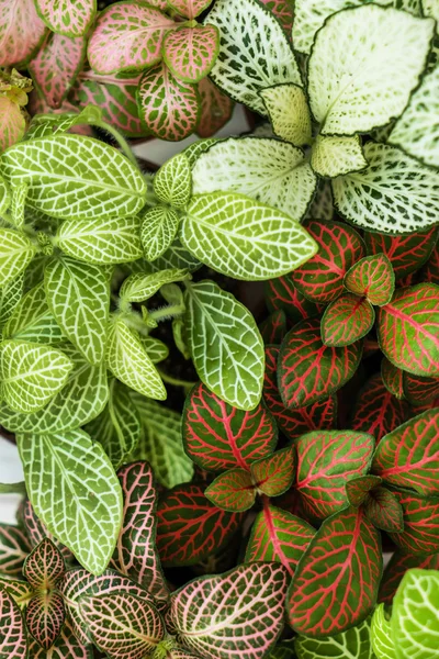 Mix van fittonia planten — Stockfoto
