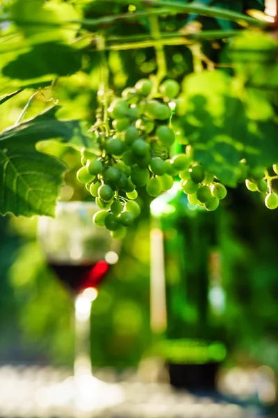 Vin i glas med druvor — Stockfoto