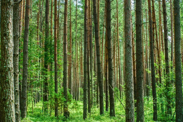 Grön skog på sommaren — Stockfoto