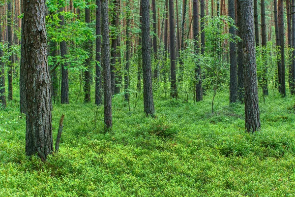 Зелений ліс влітку — стокове фото