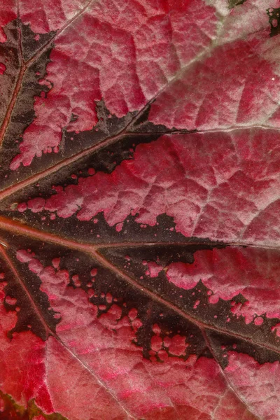 빨간가 잎 텍스처 — 스톡 사진