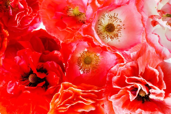 Verse poppy bloemen — Stockfoto