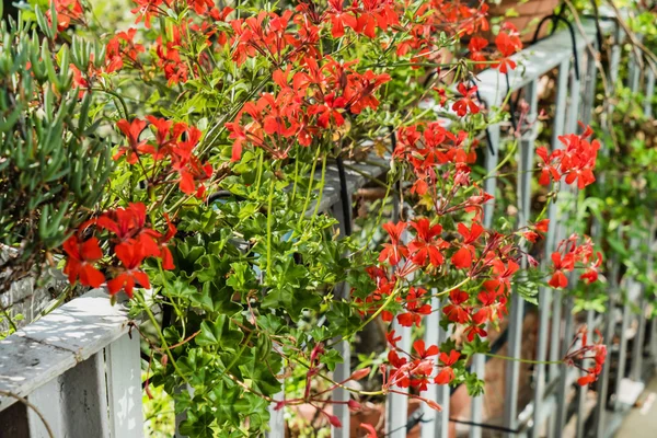 Červeně kvetoucí geranium — Stock fotografie