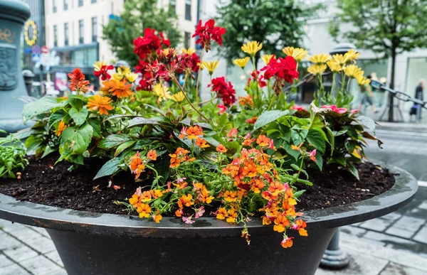 Jardinagem de recipiente urbano — Fotografia de Stock
