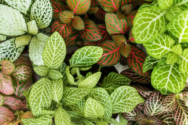 Mistura de plantas fittonia — Fotografia de Stock