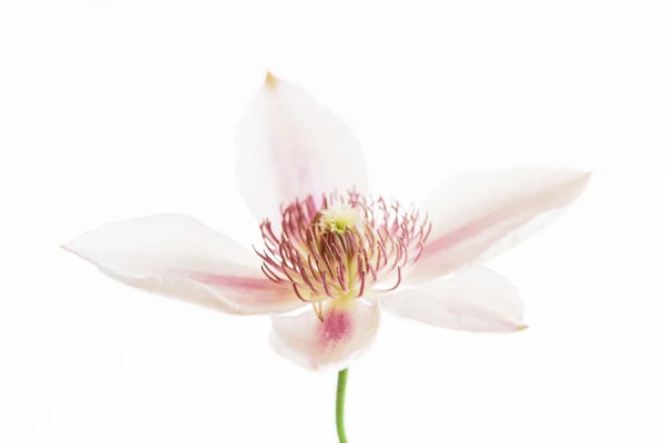 Färska clematis blomma — Stockfoto