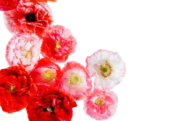 Fiori di papavero freschi — Foto Stock