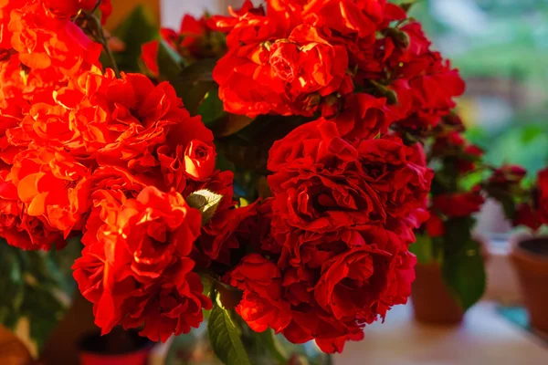 红玫瑰插在花瓶里 — 图库照片