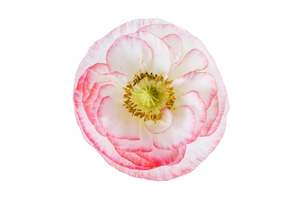 Fresh poppy flower — Stock Photo, Image