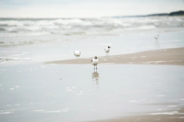 Gaviotas caminando por la playa — Foto de Stock