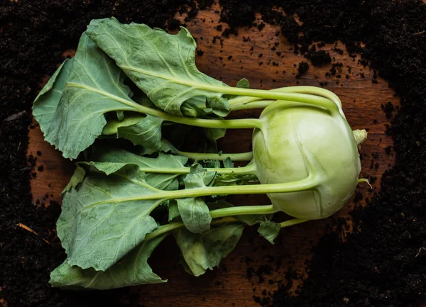 Groene gezonde koolrabi — Stockfoto