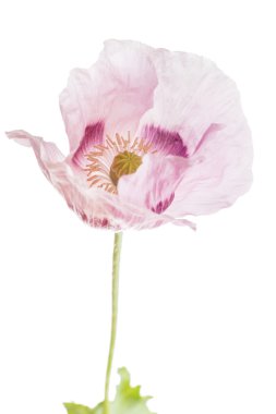 Güzel gelincik çiçeği