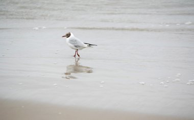 komik martı yürüyüş