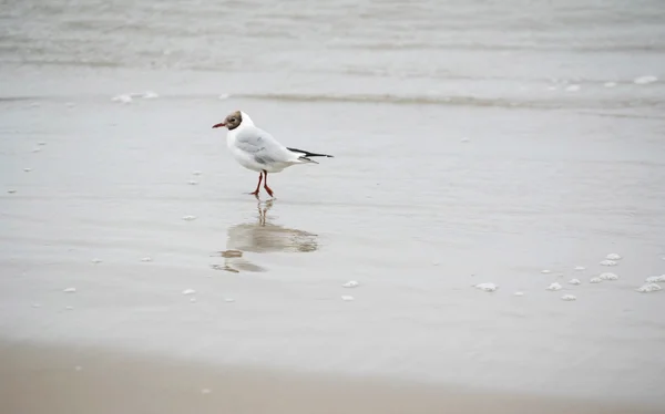 Funny seagull walking — Stock Photo, Image