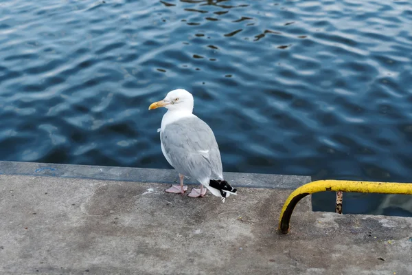 Gaviota de pie en la playa — Foto de Stock