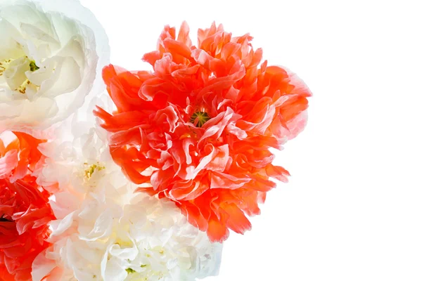 Mooie poppy bloemen — Stockfoto