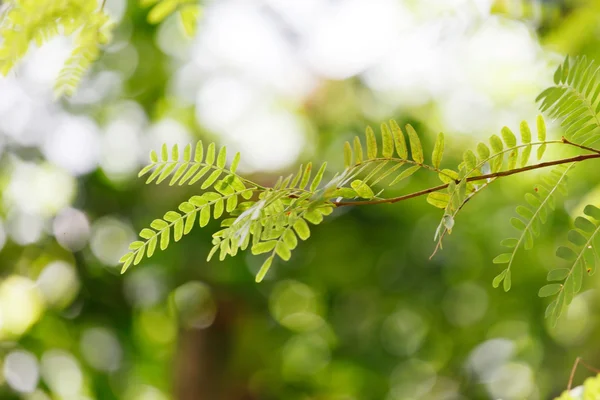 绿色夏季树 — 图库照片