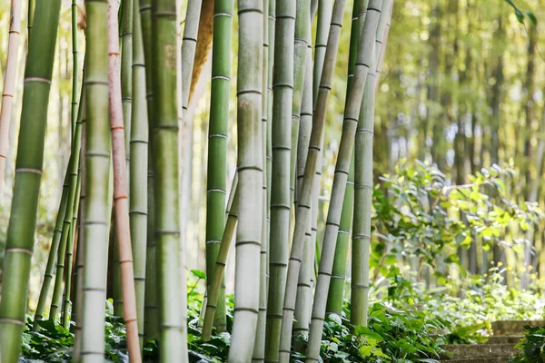 Groene bamboe bos — Stockfoto