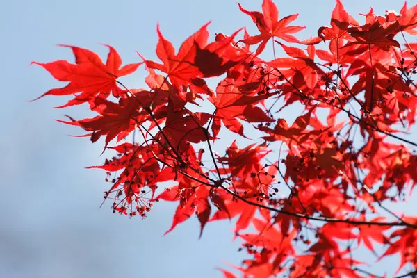 Rote Ahornblätter — Stockfoto