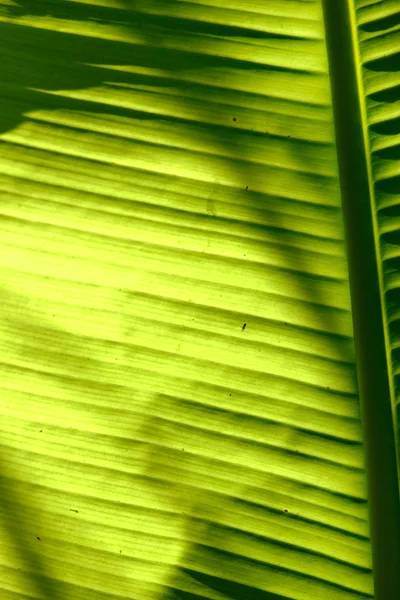 Textura natural abstrata — Fotografia de Stock