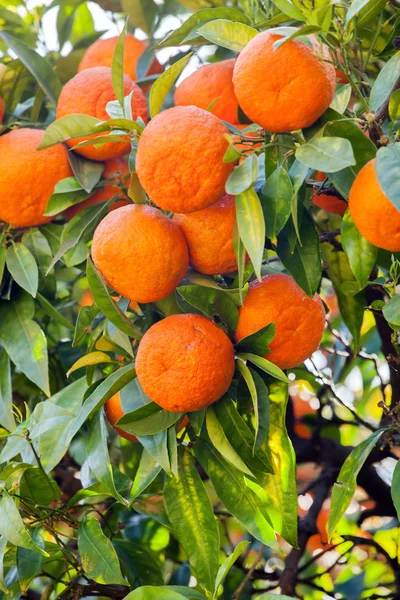 Mandarins on green tree — Stock Photo, Image