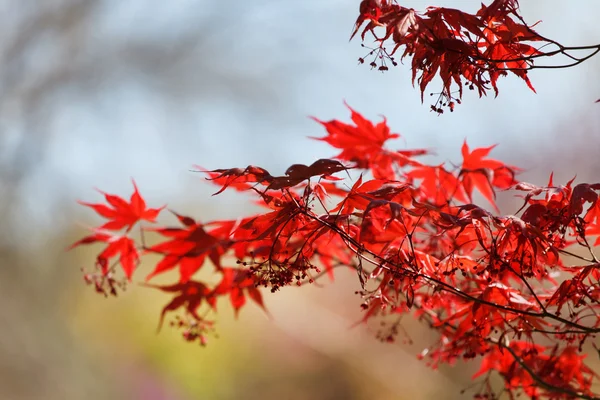 Rote Ahornblätter — Stockfoto