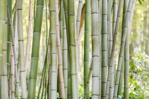 Groene bamboe bos — Stockfoto