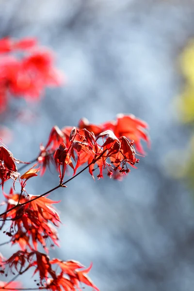 Rote Ahornblätter — Stockfoto