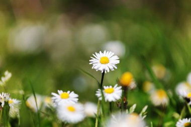 güzel papatya çiçekleri 