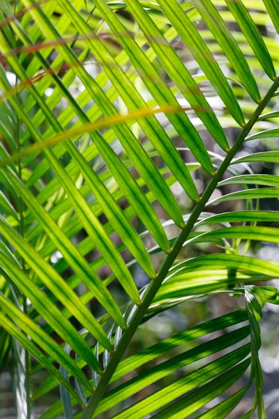 Hermosas hojas de palma — Foto de Stock