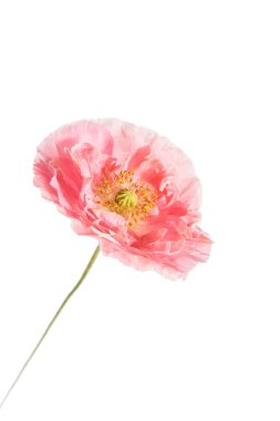 Güzel gelincik çiçeği